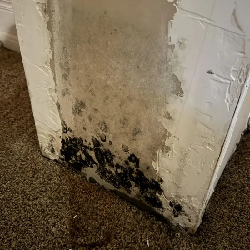 Professional Mold Removal in Concord, MI